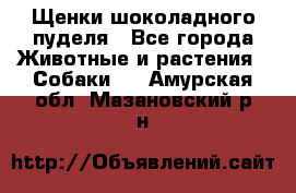 Щенки шоколадного пуделя - Все города Животные и растения » Собаки   . Амурская обл.,Мазановский р-н